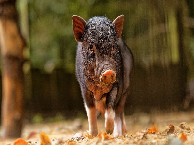 深圳人工受精的费用,螺旋状试管